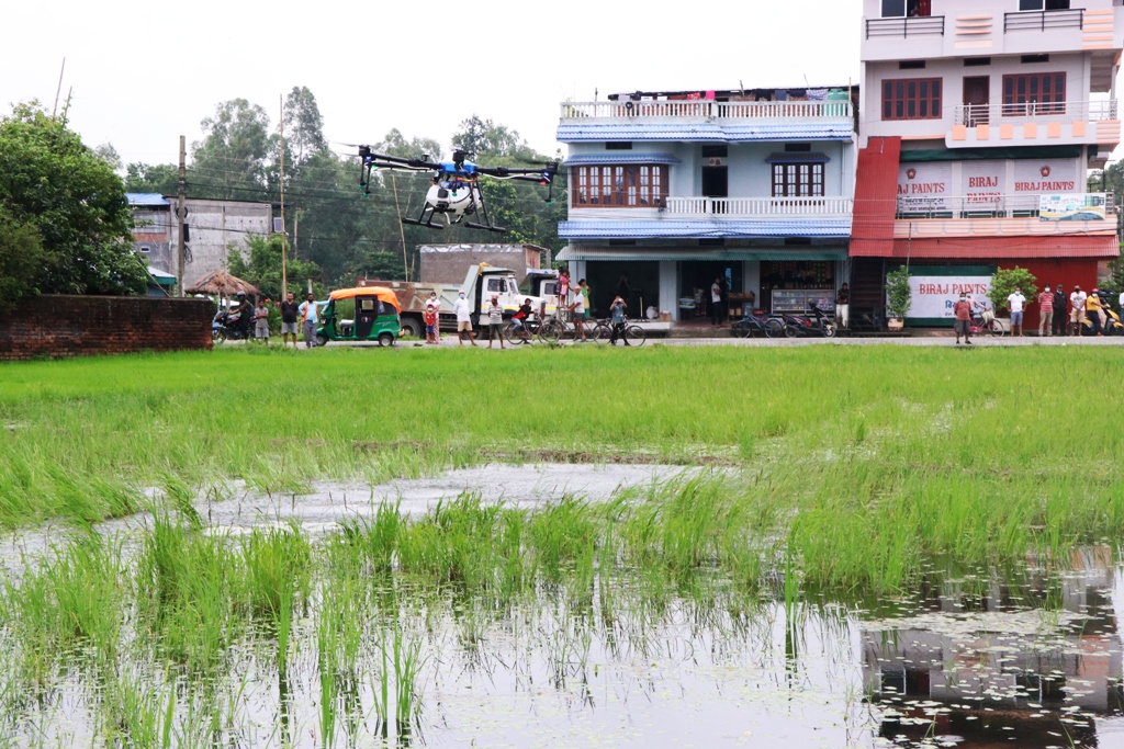 ड्रोनबाट खेतमा विषाधि छर्कदै। तस्बिरः गोपाल काफ्ले